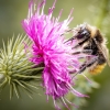 Bombus Lapidarius — 20250722 — 70 × 50 cm