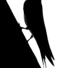 Hirundo Rustica — Rosnay — 50 × 70 cm