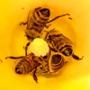Apis Mellifera — Les Planches-en-Montagne — 70 × 50 cm