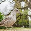 Larus Fuscus — Lisbonne