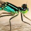 Ischnura Elegans — Mézières-en-Brenne — 70 × 50 cm