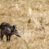 Wild Boar in Cheny — 60 × 40 cm
