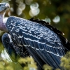 Gyps Fulvus — 20251014 — 40 × 30 cm
