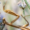 European Praying Mantis in Venoy — 70 × 50 cm