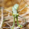 European Praying Mantis in Venoy — 50 × 70 cm