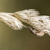 Larinioides Cornutus — Cheny — 70 × 50 cm