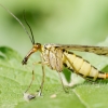 Panorpa Germanica — 20250516 — 70 × 50 cm