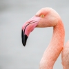 Phoenicopterus Roseus — 20251201 — 60 × 40 cm