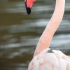Phoenicopterus Roseus — 20251201 — 40 × 60 cm