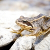 Rana Temporaria — 20250812 — 70 × 50 cm