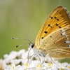 Lycaena Virgaureae — 20250811 — 60 × 40 cm