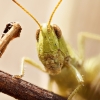 Chorthippus Biguttulus Group — Cheny — 40 × 30 cm