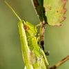 Small Gold Grasshopper in Frasne — 40 × 30 cm