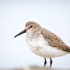 Calidris Alpina — 20251204 — 40 × 30 cm
