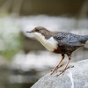 White-throated Dipper in Les Planches-en-Montagne — 60 × 40 cm
