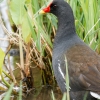 Gallinula Chloropus — 20250518 — 40 × 30 cm