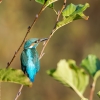 Alcedo Atthis 03 — Vergigny — 70 × 50 cm