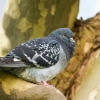 Columba Livia Var. Domestica — Migenne