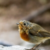 European Robin in Menétrux-en-Joux — 40 × 30 cm