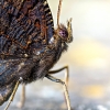 Aglais Io — Sceaux — 40 × 30 cm
