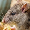 Rattus Norvegicus — Lisbonne 