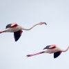 Phoenicopterus Roseus — 20251201 — 60 × 40 cm