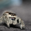 20250124,25 Brienne Phidippus Regius North Florida — 60 × 40 cm