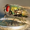 Lucilia Sericata — Sceaux — 70 × 50 cm