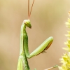 European Praying Mantis in Venoy — 40 × 60 cm