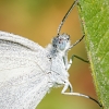 Leptidea Sinapis — 20250812 — 40 × 30 cm
