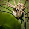 Pisaura Mirabilis — 20250516 — 40 × 30 cm