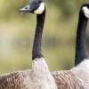Branta Canadensis — Bois de Boulognes — 60 × 40 cm