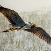 Grey Heron in Rosnay — 60 × 40 cm
