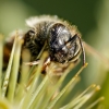 Apis Mellifera — Cheny 