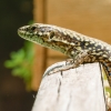 Podarcis Muralis — 20250521 — 70 × 50 cm