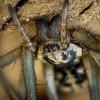 Eratigena Spec — Mézières-en-Brenne — 60 × 40 cm