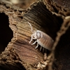 Porcellio Hoffmannseggi — 70 × 50 cm