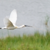 Platalea Leucorodia — 20250518 — 70 × 50 cm
