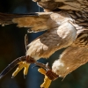 Aquila Chrysaetos — 20251014 — 40 × 30 cm