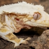 Correlophus Ciliatus — 20251115-2025-11-15 — 70 × 50 cm