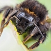 Bombus Lapidarius — 20250518 — 40 × 30 cm