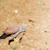 Falco Tinnunculus — Vergigny