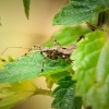 Himacerus Apterus — 20250722 — 60 × 40 cm