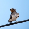 Hirundo Rustica — Cheny — 70 × 50 cm