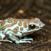 Dendrobates Auratus — 20251115-2025-11-15 — 70 × 50 cm