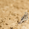 Emberiza Calandra — Migennes 