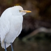 Ardea Ibis — 20251201 — 40 × 30 cm
