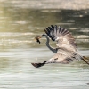 Grey Heron in Rosnay — 70 × 50 cm
