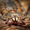 Euphrynichus Bacillifer — 70 × 50 cm