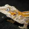 Rhacodactylus Auriculatus — 20251115-2025-11-15 — 40 × 30 cm